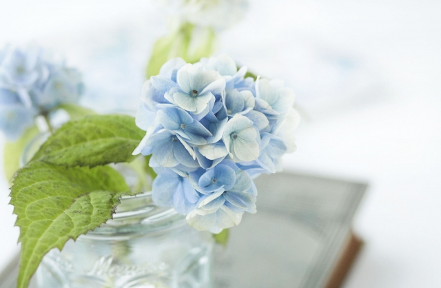 青い花束にぴったりな花の種類と花言葉まとめ