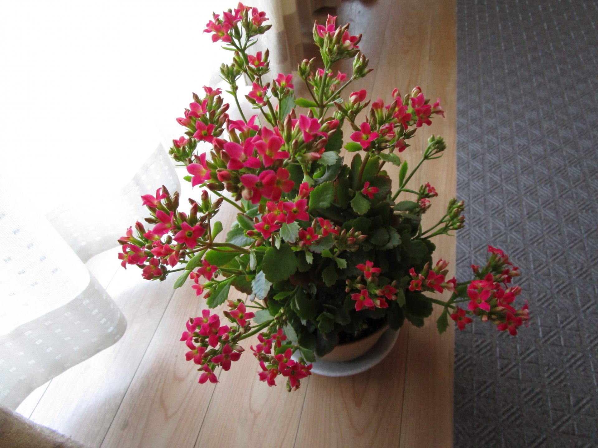 カランコエの育て方室内版 花が咲かないとき 植え替え 切り戻しなど
