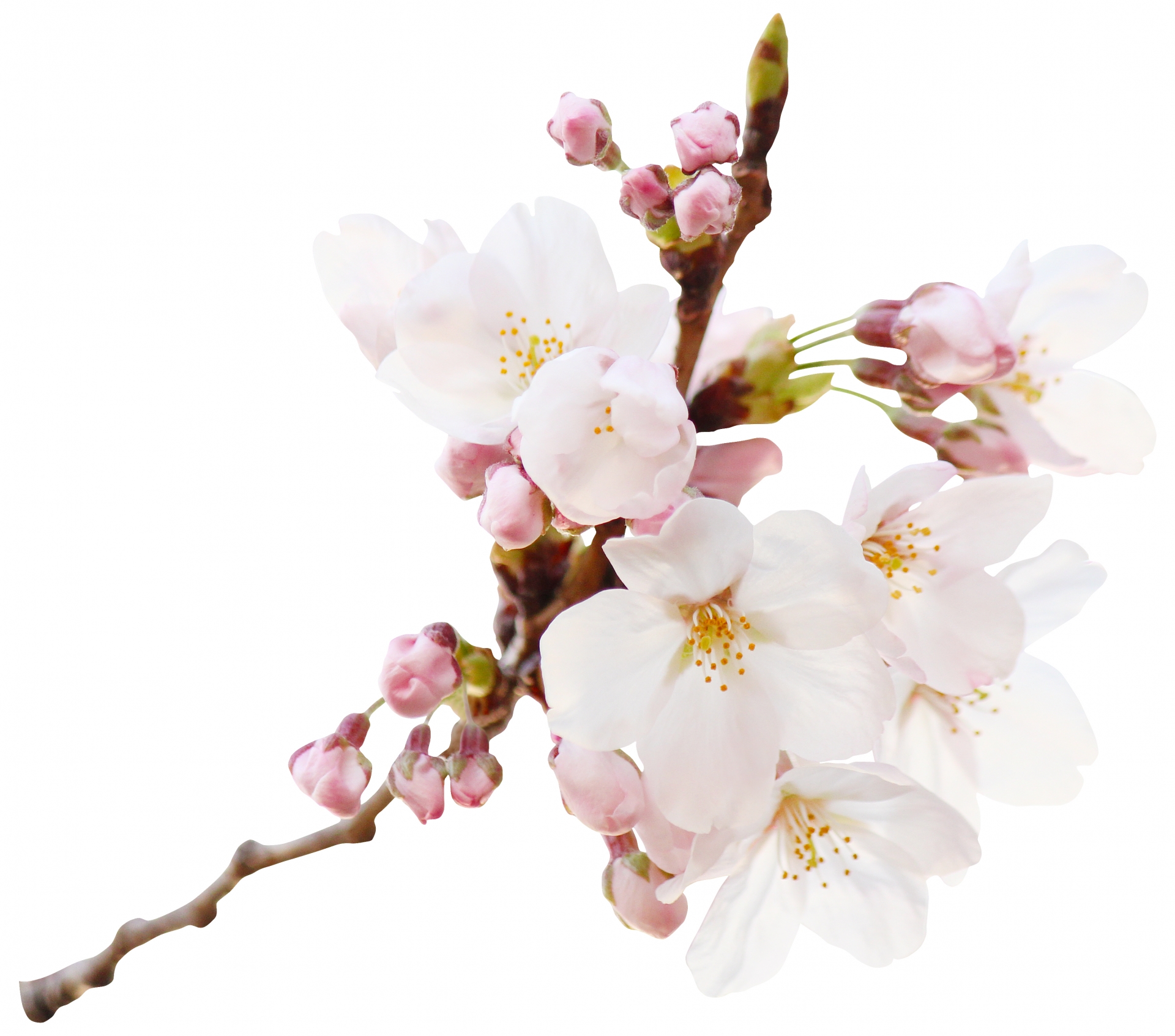 桜の切り花は挿し木で育てられる 鉢植えに植える方法