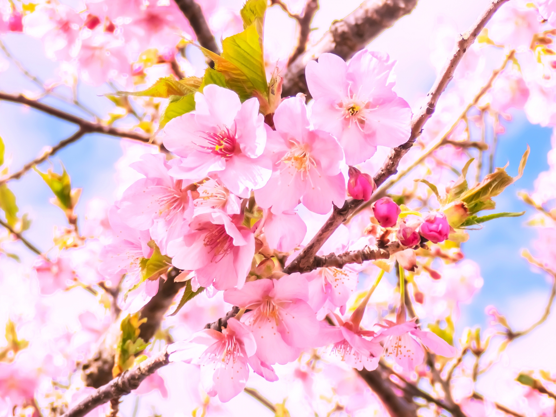 桜の切り花に虫が付く 対策や取り方